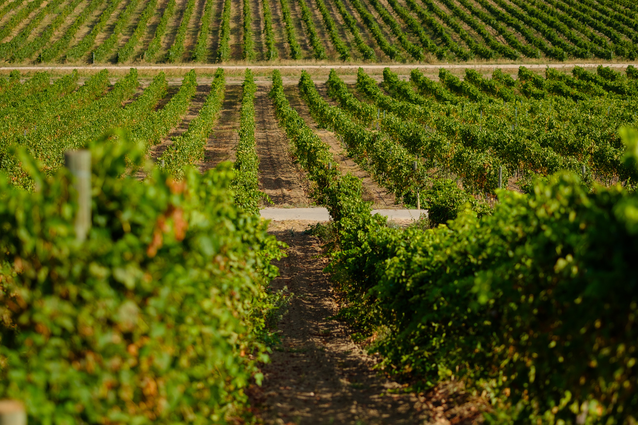 ¡Nos preparamos para la vendimia 2020!