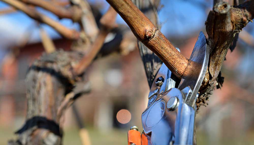 La poda de la vid en invierno: el comienzo de un nuevo ciclo vegetativo