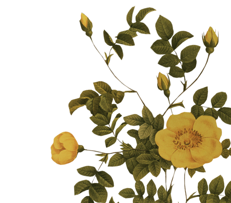 Nuestros <span width=