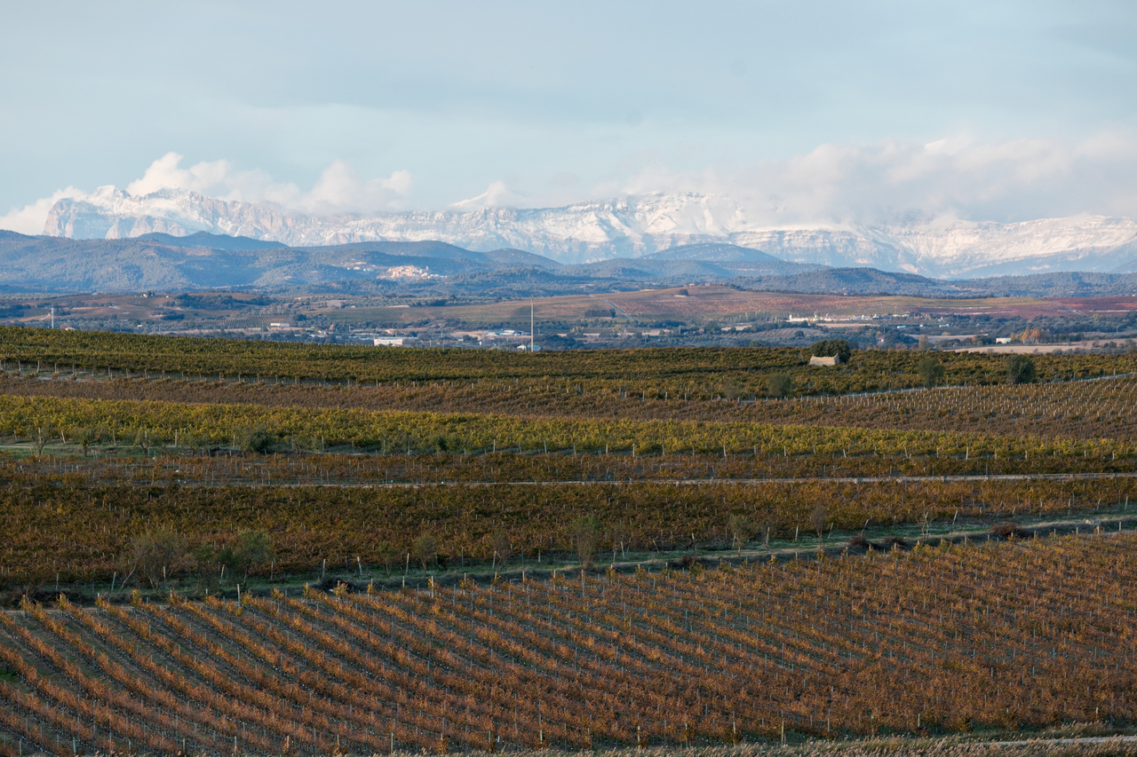 ¿Cómo afecta el cambio climático al viñedo?