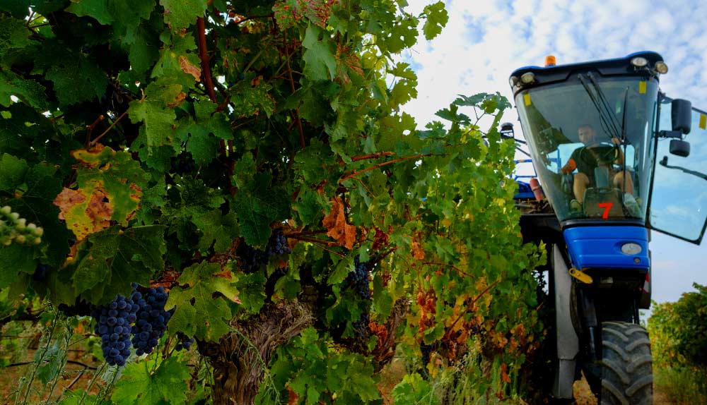 Descubre cómo ha ido la vendimia 2019 en Bodega LAUS