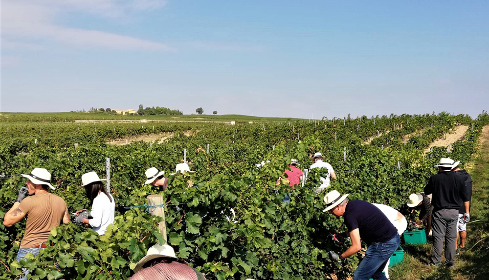 Vive la vendimia con LAUS en esta experiencia única