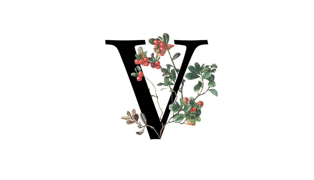 Diccionario del vino letra V