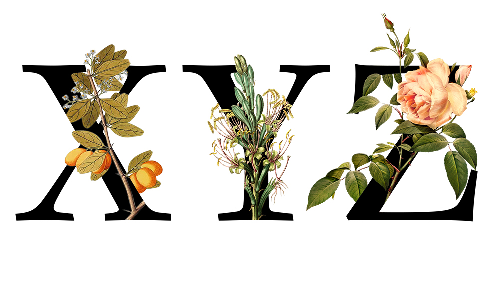 Diccionario letra X, Y, Z -LAUS